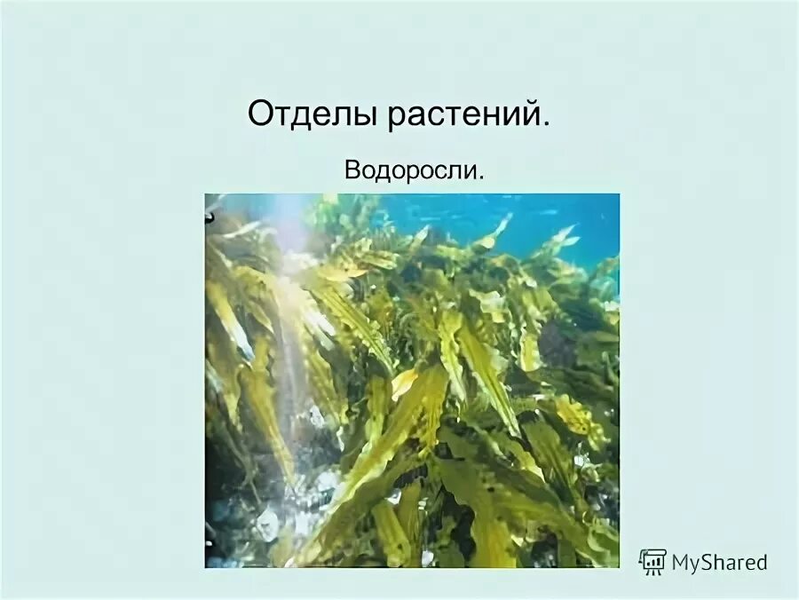 Наука изучающая водоросли. Водоросли альгология. Бриология это наука о. Изучение водорослей наука. Этапы происхождения расс.