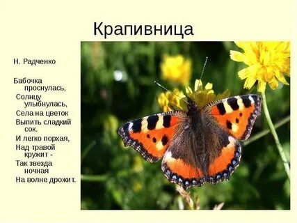 Отношения между бабочкой крапивницей и домашней пчелой