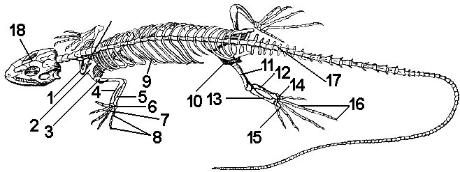 класс пресмыкающиеся скелет. класс пресмыкающиеся осевой скелет. скелет ящерицы биология 7 класс. скелет система пресмыкающихся. отделы скелета пресмыкающихся.