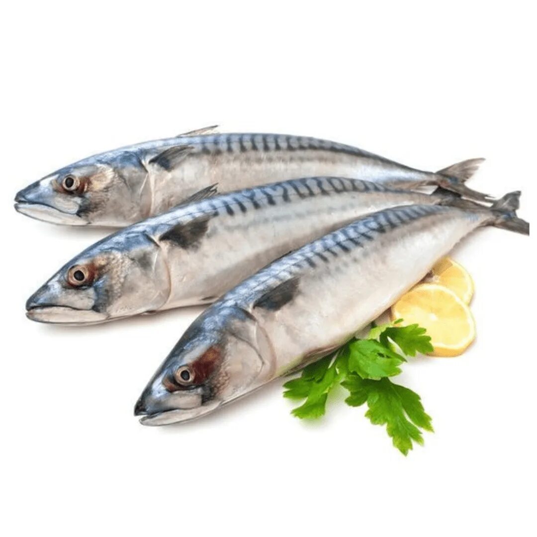 Mackerel перевод