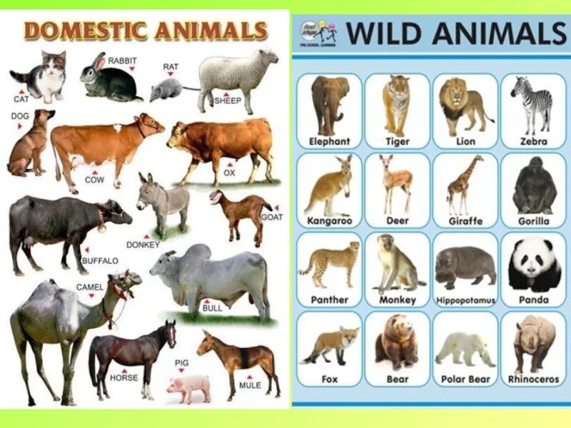 Domestic and Wild животные для дошкольников. Wild animals на английском. Wild animals список. Domestic animals in English.