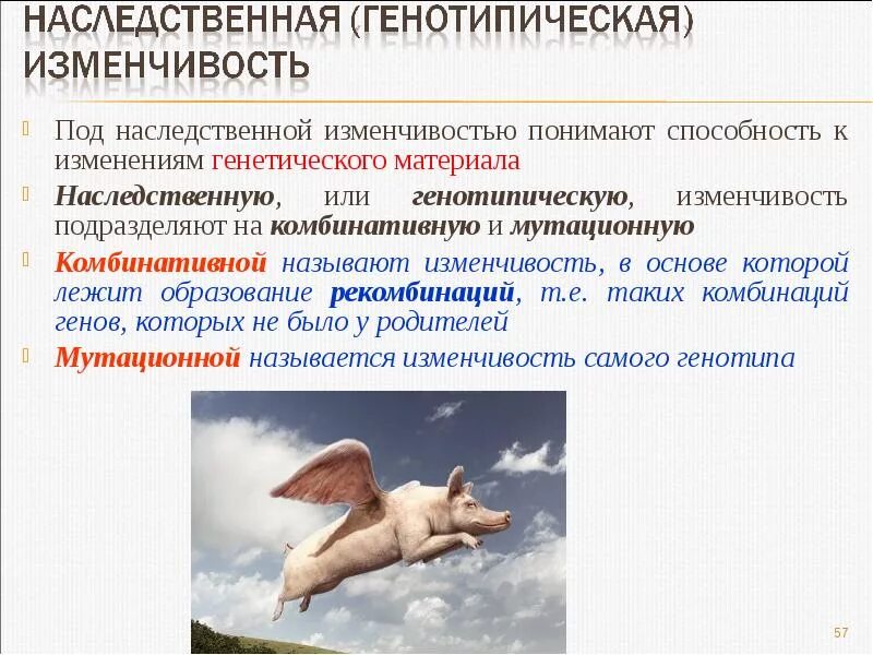 Наследственной называется изменчивость которая затрагивает. Наследственная генотипическая изменчивость. Характеристика генотипической изменчивости. Наследственная изменчивость генотипическая изменчивость. Наследственность генотипическая изменчивость.