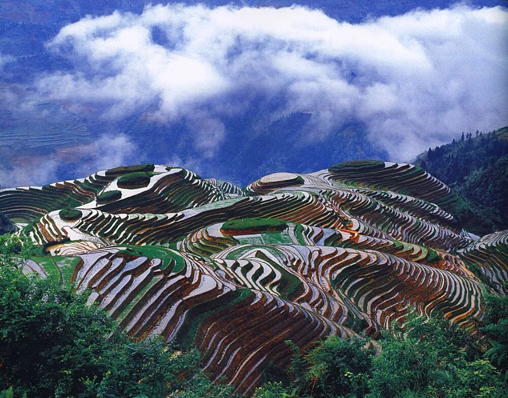 клыки на драконьем хребте геншин. рисовые террасы лунцзи. драконий хребет геншин эстетика. даниил коржонов. хребет дракона геншин.