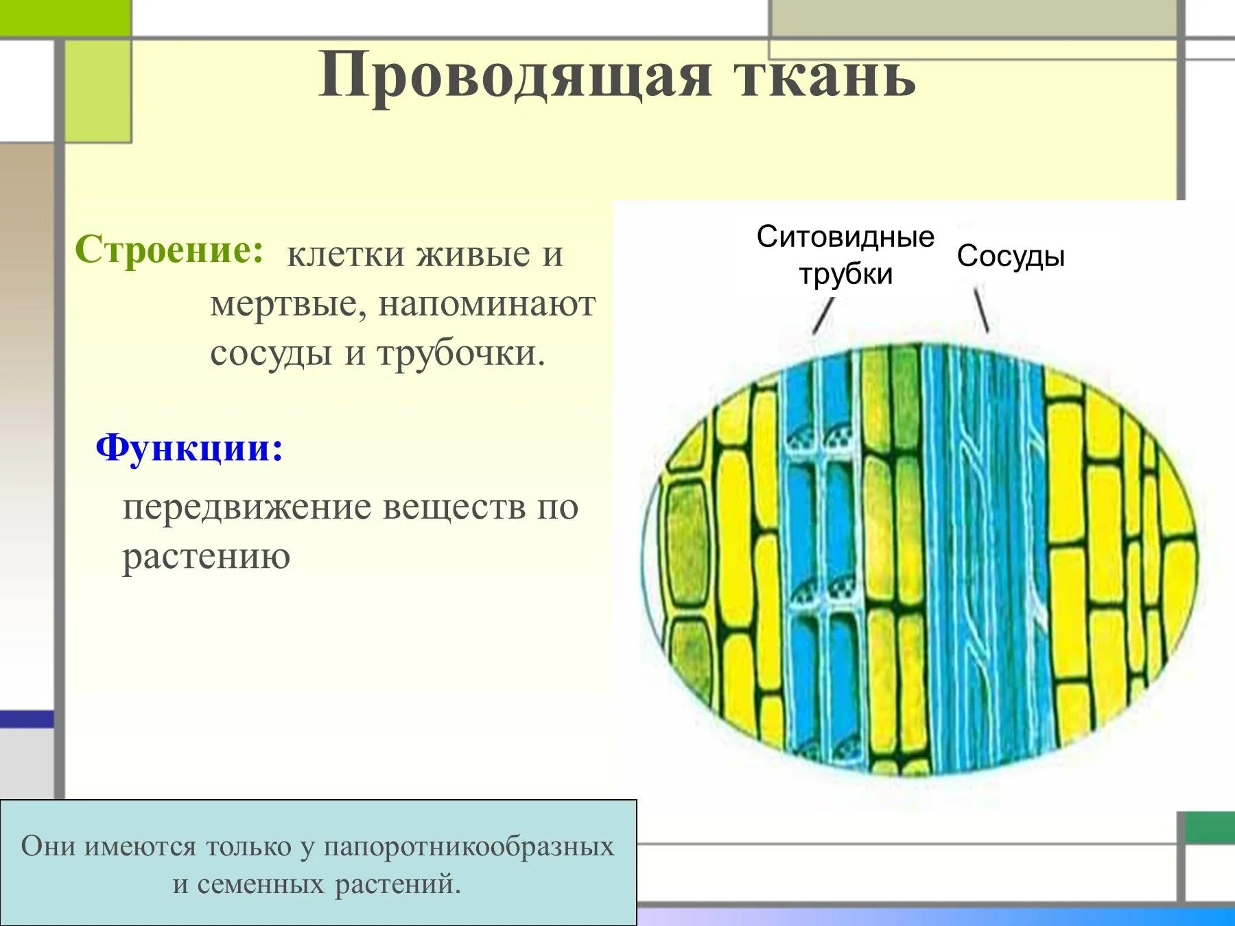 Функция проводящей ткани у растений 6 класс биология. Проводящая ткань растений строение и функции. Проводящие ткани Ксилема растений Ксилема. Строение клетки проводящей ткани. Специальные клетки проводящей ткани