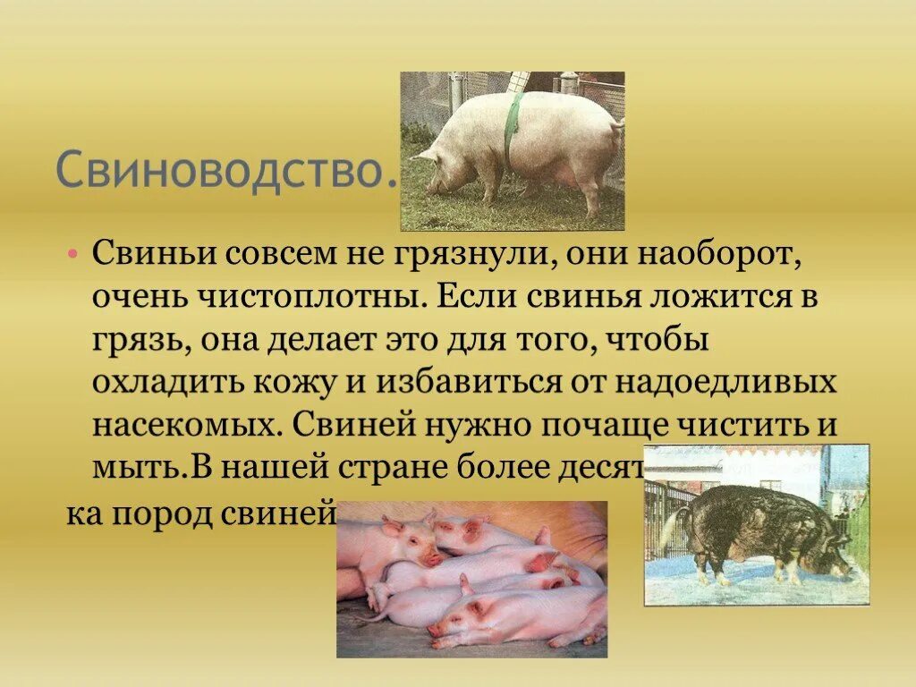 Для чего нужны свиньи. Презентация на тему свиноводство. Сообщение о свиноводстве. Информация о отрасли свиноводства. Презентация на тему свиньи.