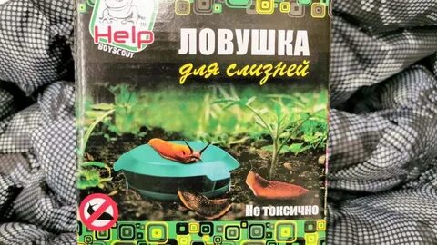 Как избавиться от слизней в теплице