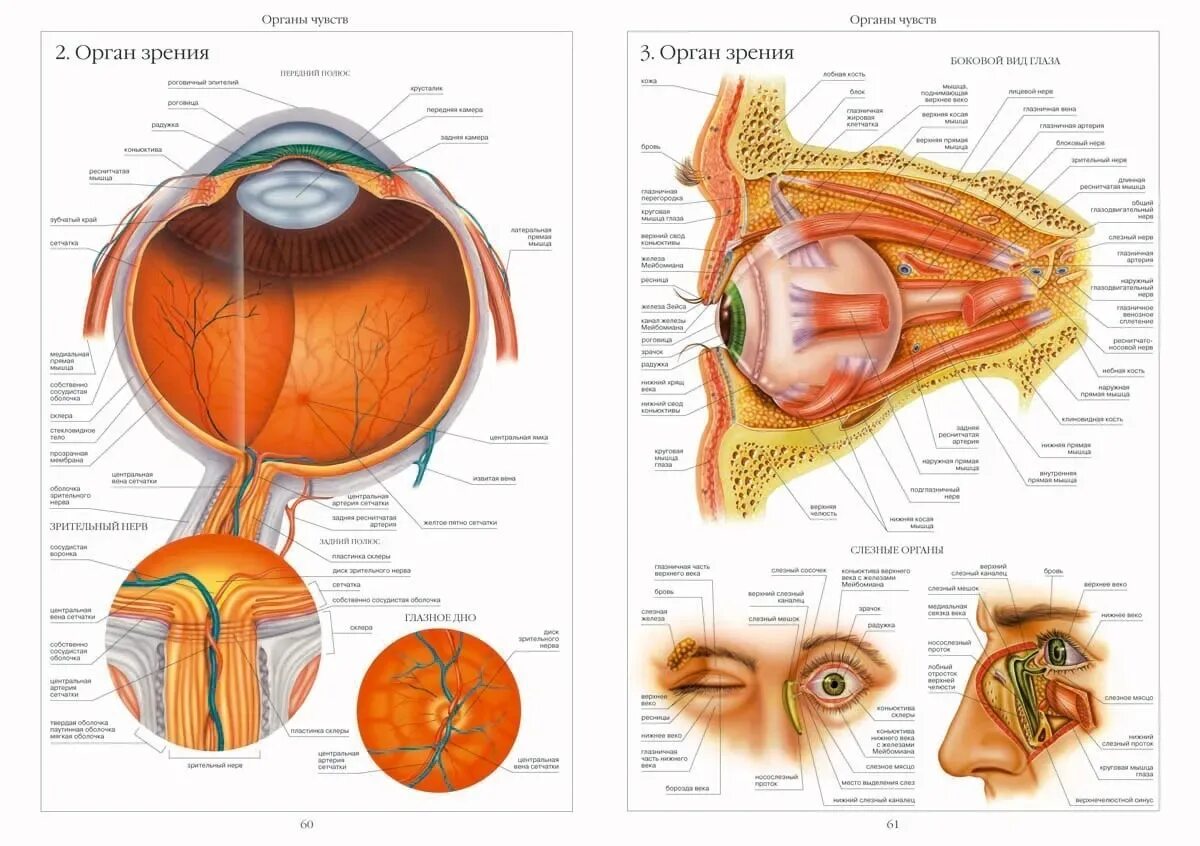 Анатомические структуры органа зрения анатомия. Строение глаза человека анатомия. Анатомическое строение глаза человека. Строение глаза человека анатомический атлас. Глаза являются органом человека