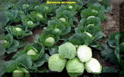 Сорт капусты до весны