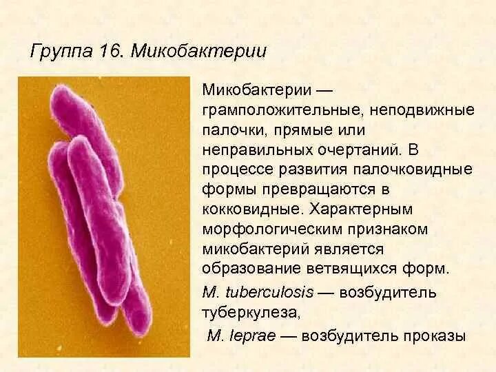 Микобактерии грамположительные. Строение микобактерии. Возбудитель туберкулеза грамотрицательная. Микобактерии туберкулеза грамположительные.