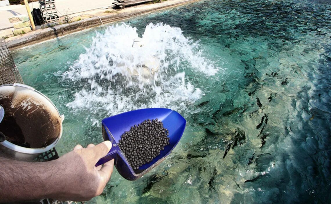 Биомар корма для форели. Aller aqua корма для рыб. Fish feeding. Аквакультура форелевое хозяйство. Экструдированный корм для рыб.