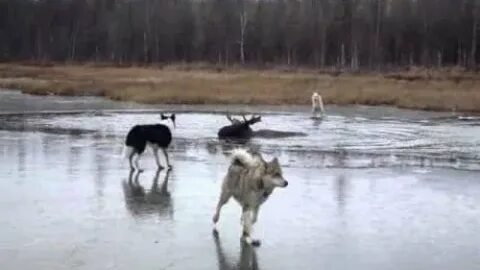 Охота лучшее видео