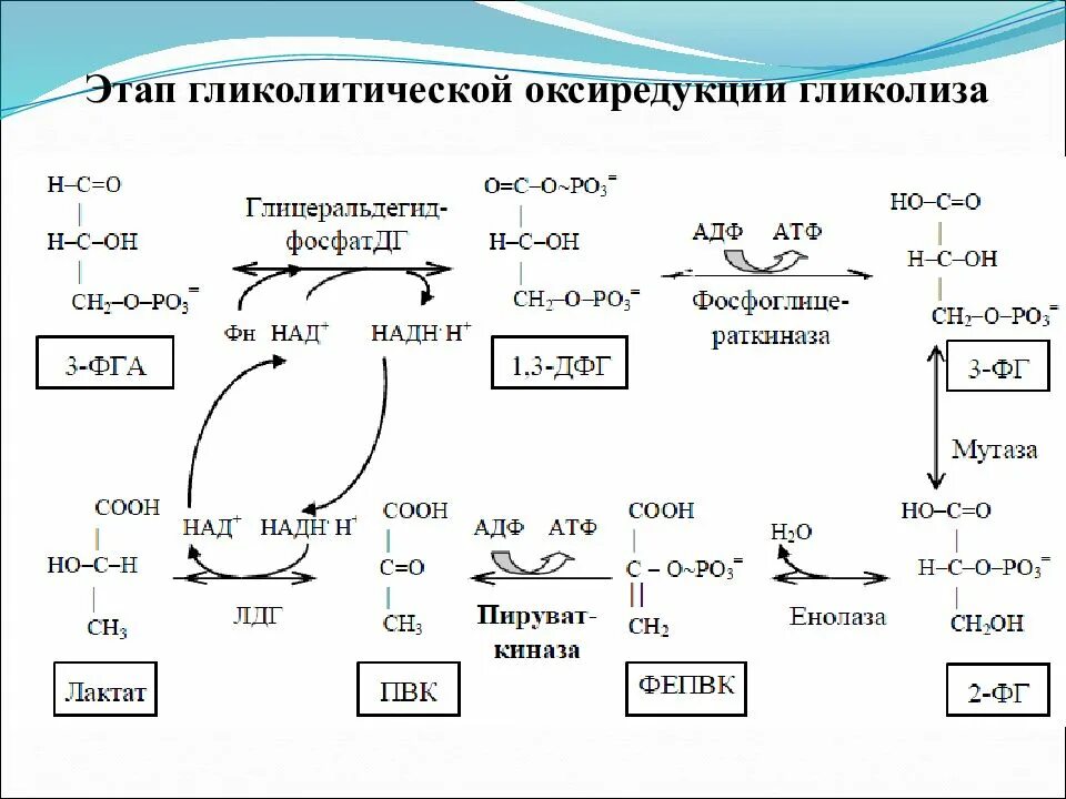 Количество этапов в гликолизе. Гликолиз 1 этап реакции. Схема гликолиза первый этап окисления Глюкозы. Подготовительный этап аэробного гликолиза. Гликолиз Глюкозы до пирувата.