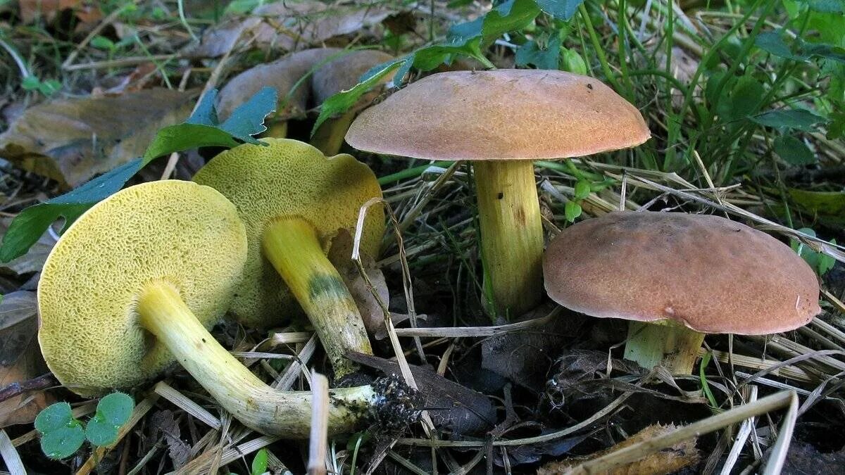 Трубчатый гриб 7. Моховик гриб. Моховик зелёный. Моховик зеленый гриб. Моховик зеленый Boletus subtomentosus.