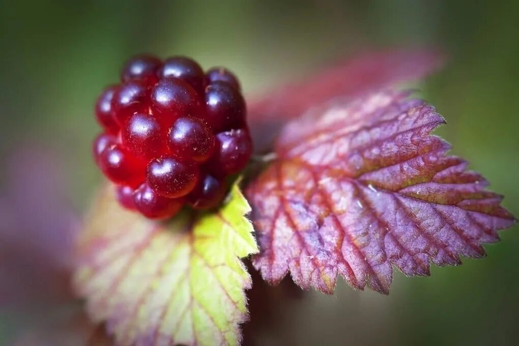 Малина Арктическая Княженика. Поляника Княженика. Княженика Rubus arcticus. Княженика Эльпа.