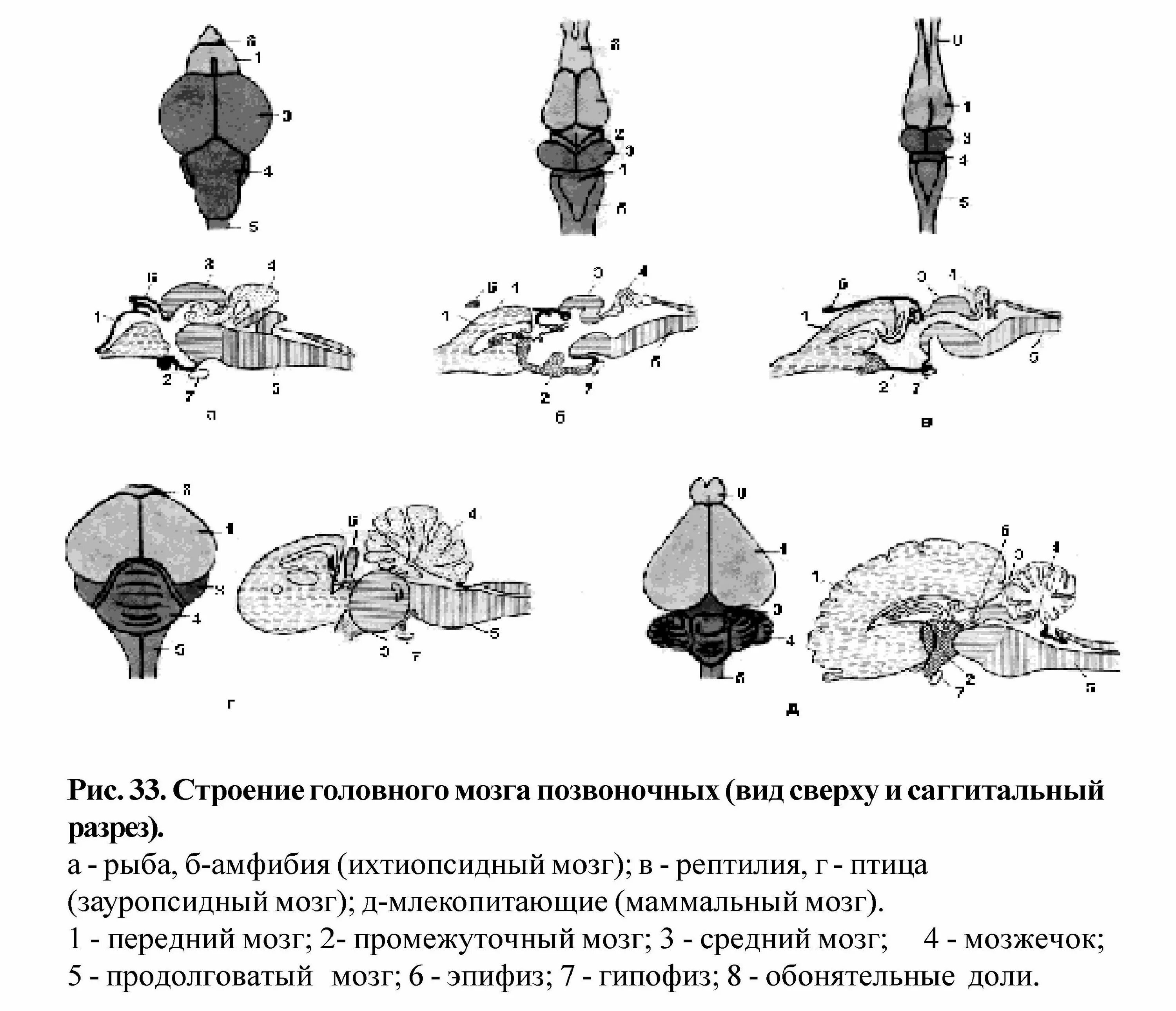 Сравнение мозга позвоночных. Строение головного мозга позвоночных таблица. Эволюция головного мозга позвоночных. Филогенез головного мозга ихтиопсидный Тип головного мозга. Строение головного мозга млекопитающих.