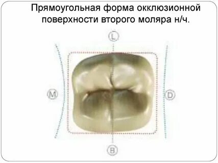 Бугры моляров
