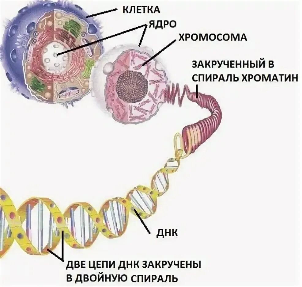 Сколько хромосом содержит ядро. Днк в ядре клетки. строение хромосомы эукариотической клетки. строение ядра клетки хромосомы. клетка ядро хромосома днк ген.