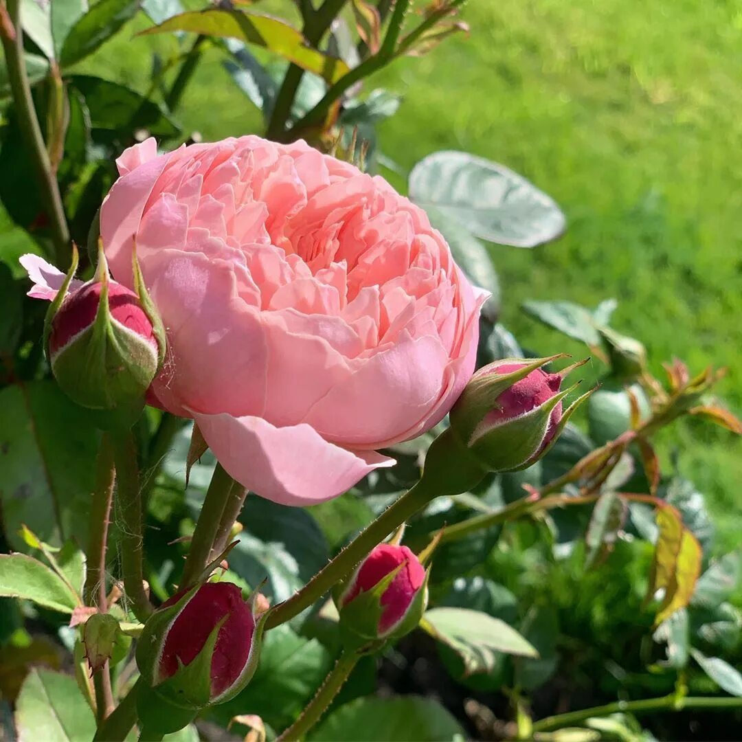 Купить розу неукрывную. Английские кустовые розы Алнвик Роуз. Саженец английские кустовые розы Алнвик Роуз (the Alnwick Rose).