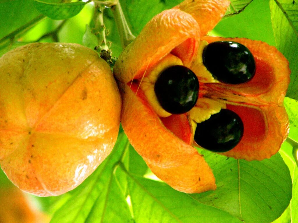 Плодовый мир. Фрукт Ackee Ямайка. Аки Блигия. Плод аки ямайский. Необычные экзотические фрукты.