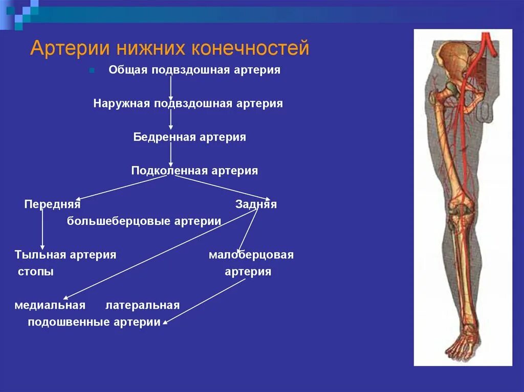 Схема кровообращения нижних конечностей. Артерии свободной нижней конечности схема. Артерии нижних конечностей схема. Кровоснабжение нижней конечности таблица. Артерии нижней конечности бедренная