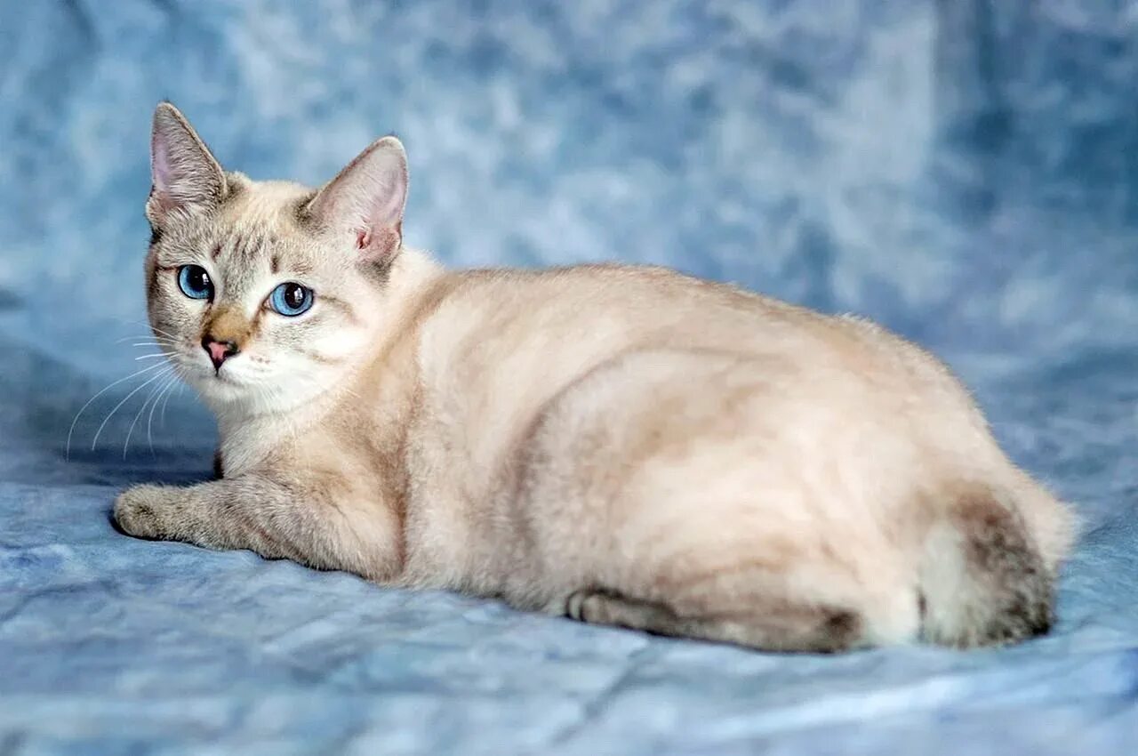 Тайская порода сил тебби пойнт. Тайский кот сил тебби пойнт. Тайская сил тэбби пойнт. Тайский табби пойнт. Сил тебби пойнт тайская.