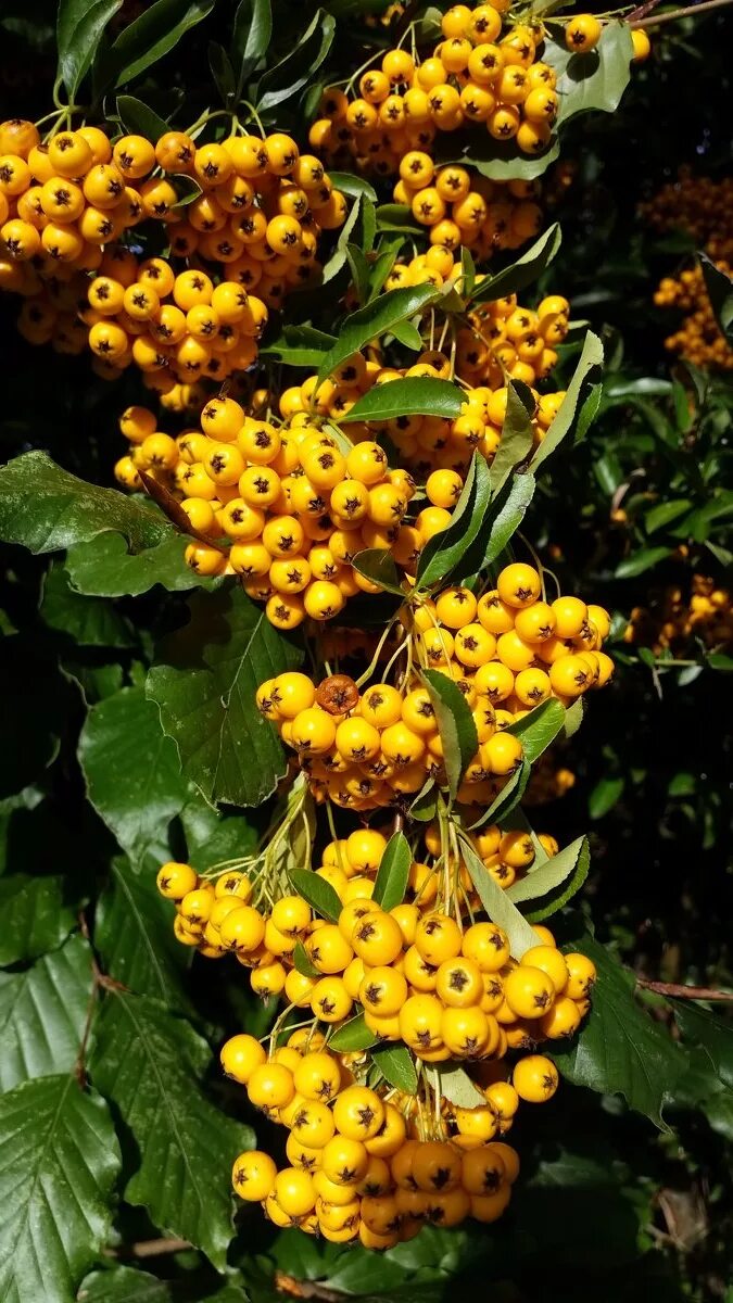 облепиха трофимовская. облепиха оранжевая. облепиха трофимовская. арония кустарник с желтыми ягодами. облепиха московская ананасная.