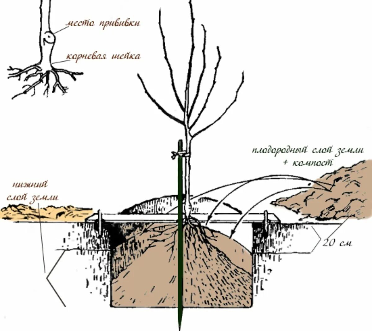 Когда лучше сажать яблони. Корневая шейка саженца вишни. Корневая шейка саженца черешни. Правильная посадка саженцев яблони. Как правильно посадить вишню корневая шейка.