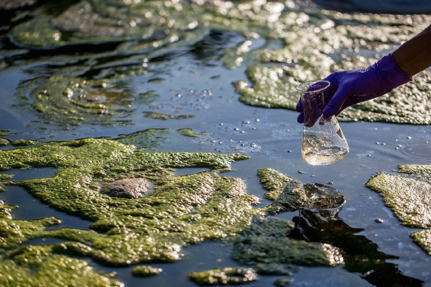 Загрязнение воды. Загрязнение природных вод. Загрязнение водоемов. Загрязненная вода.