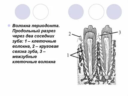 Периодонт особенности строения
