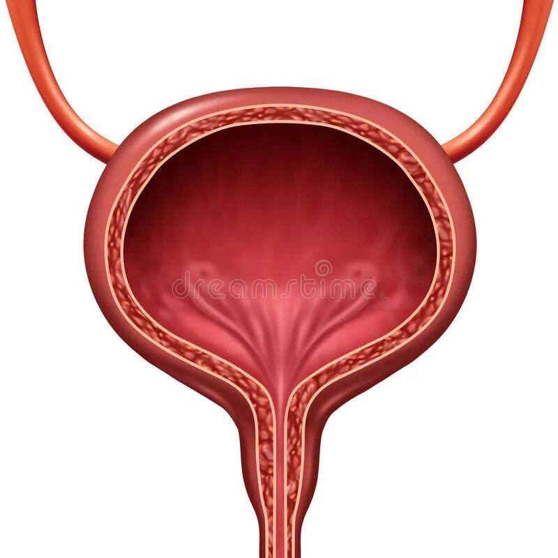 Мочевой пузырь анатомия. Мочево́й пузырь человека. Рисунок мочевого пузыря человека.