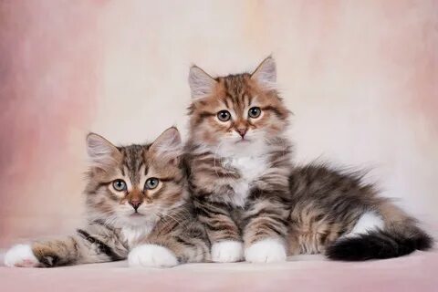 Kitties galleries