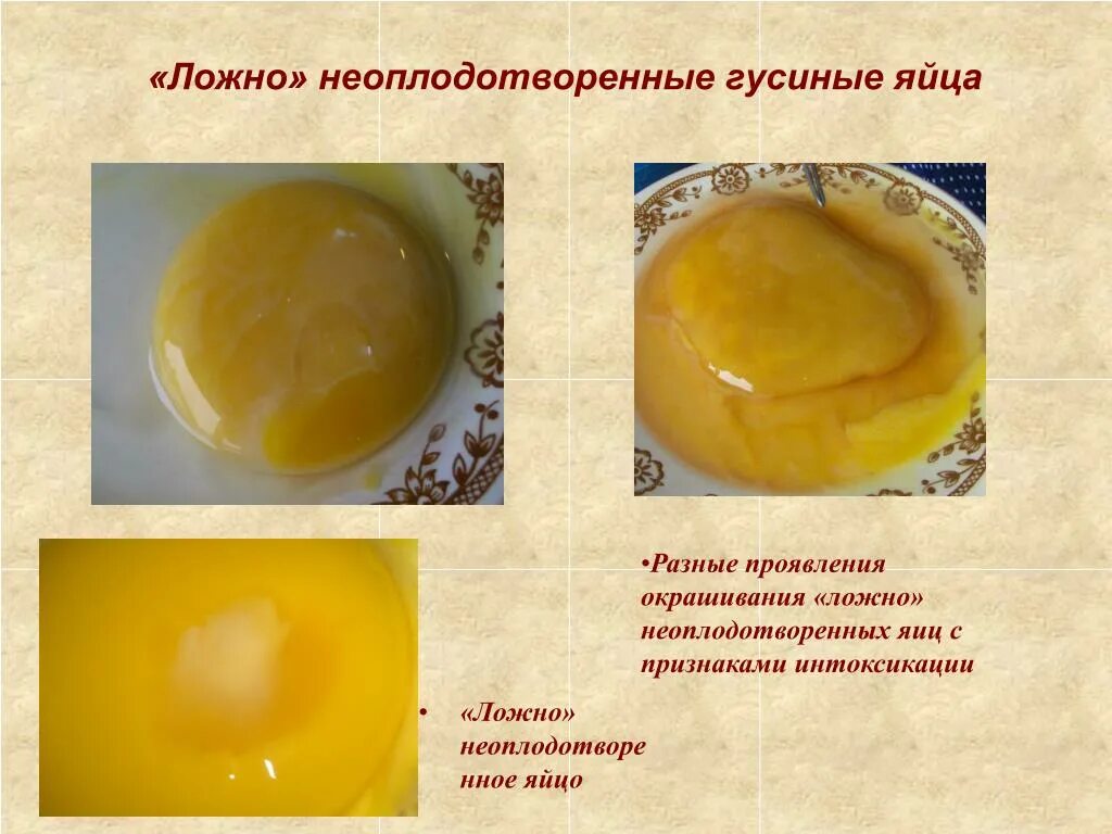 Оплодотворенное ли яйцо. Неоплодотворенные яйца. Неоплодотворенный зародыш в курином яйце. Оплодотворенное куриное яйцо. Оплодотворенное гусиное яйцо и неоплодотворенное.