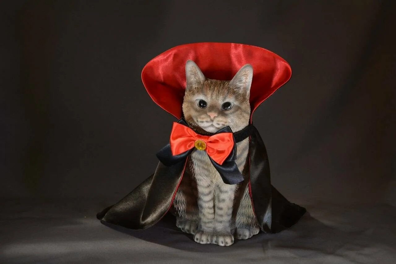 Кот в одежде. Кот в костюме. костюм кои. костюм кошки. котята в одежде.