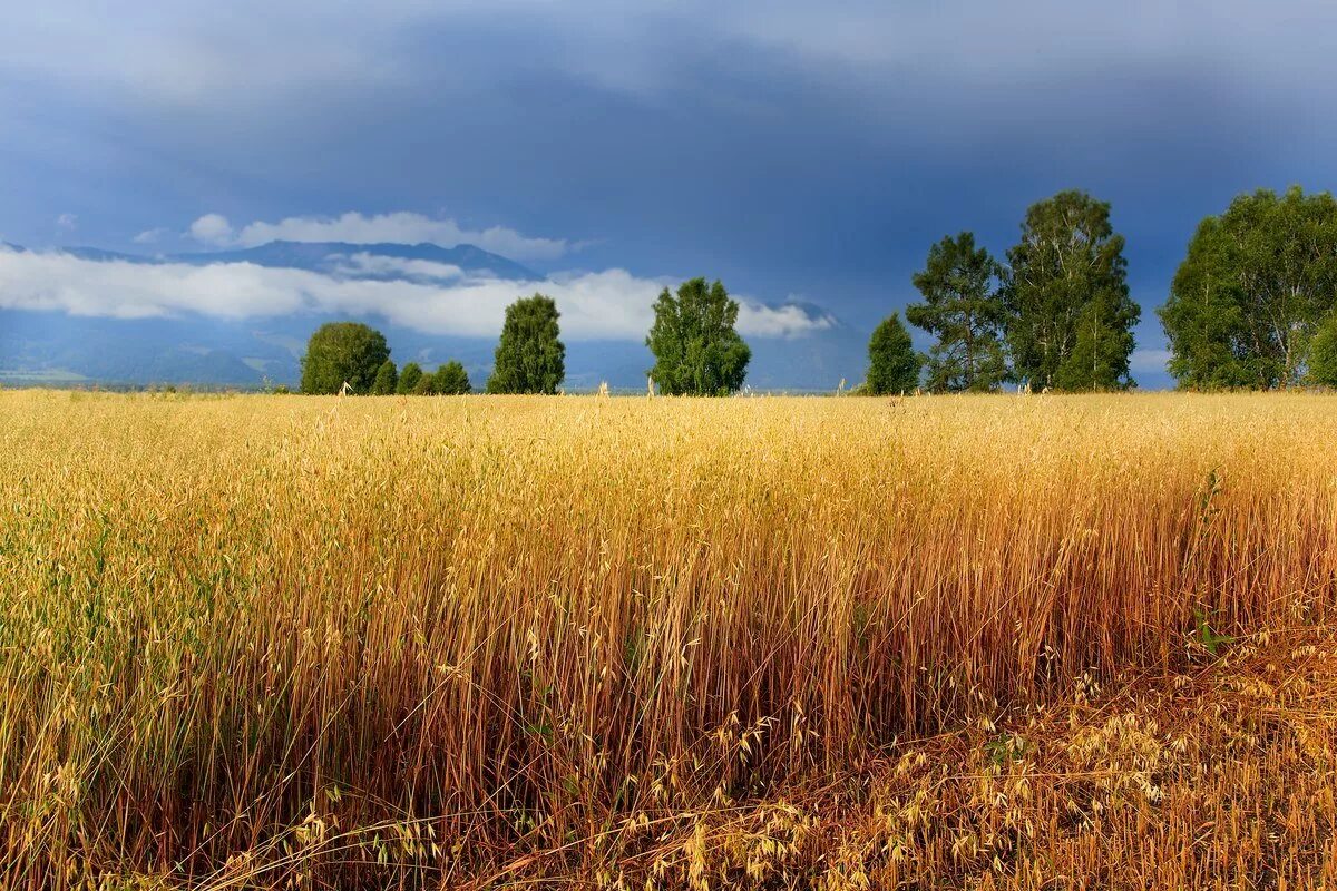 засеянные поля в белоруссии. башкортостан засеянные поля. поля засеяны овсом. поля засеяны овсом. поле овес кострома.