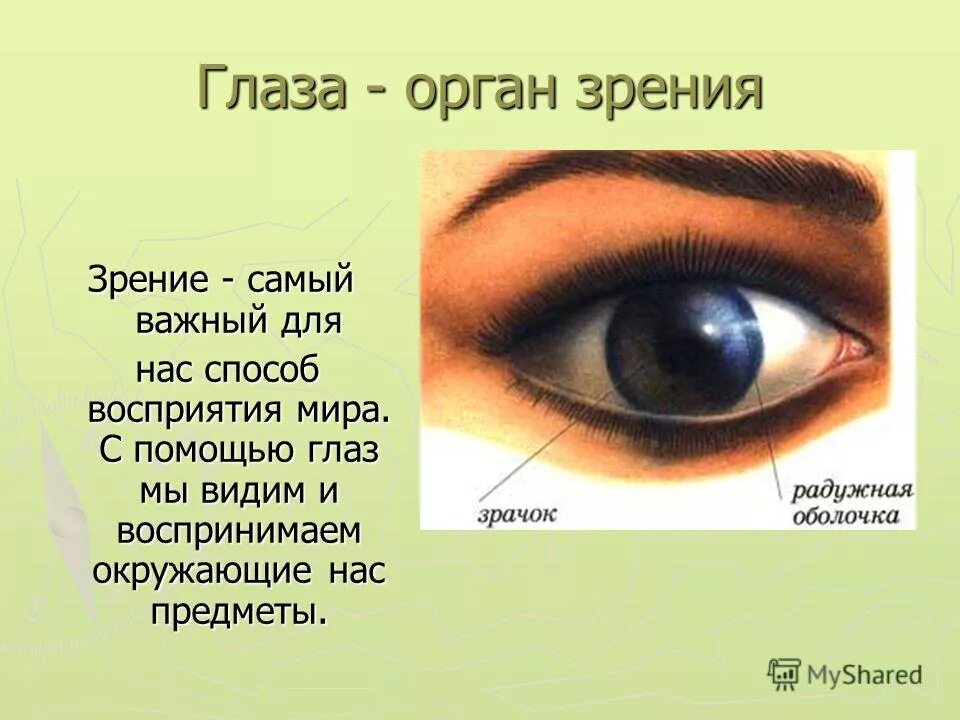 1 6 мы видим что. Глаза орган чувств сообщение 4 класс. Глаза орган зрения. Презентация на тему глаза человека. Доклад про глаза.