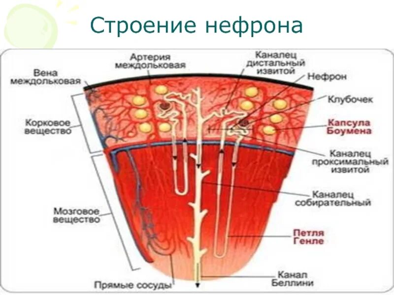 Строение нефрона 8 класс биология. Структура нефрона почки. Строение нефрона почки анатомия. Строение нефрона почки человека.