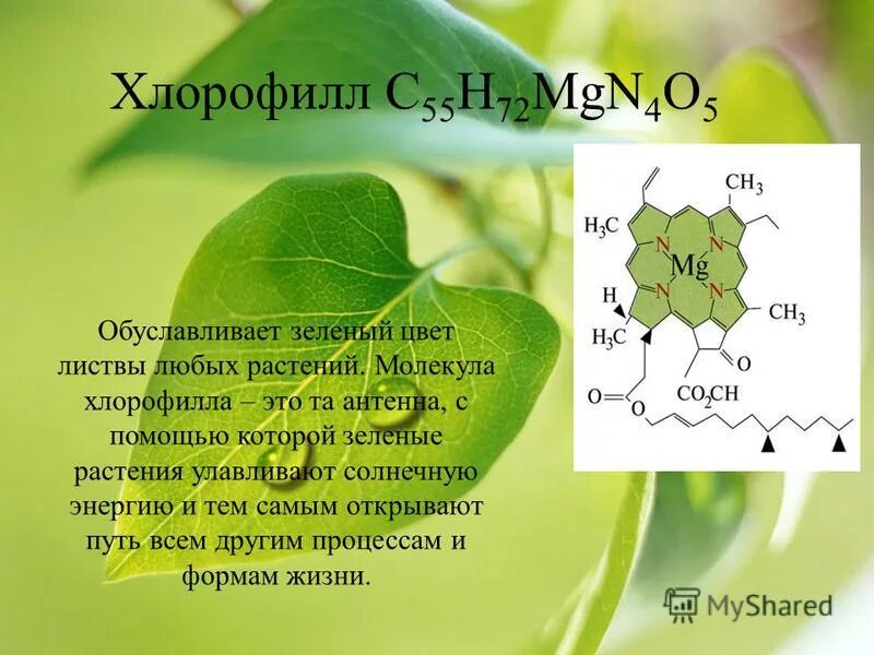 роль химических элементов в жизни растений и животных. химические элементы в растениях. классификация химических элементов макро и микро. дефицит калия у растений. химические элементы в жизни растений.