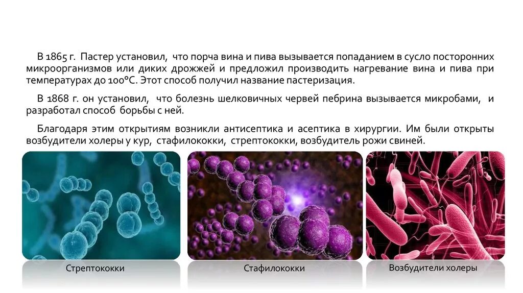 История развития микроорганизмов. Холера микробиология. Луи Пастер куриная холера. Возбудитель холеры микробиология. Болезнь виноваты