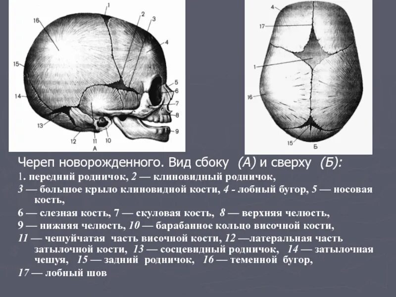 Череп новорожденного вид сбоку и сверху. Строение черепа спереди и сбоку. Роднички новорожденного анатомия черепа. Передний Родничок черепа новорожденного. Б родничок