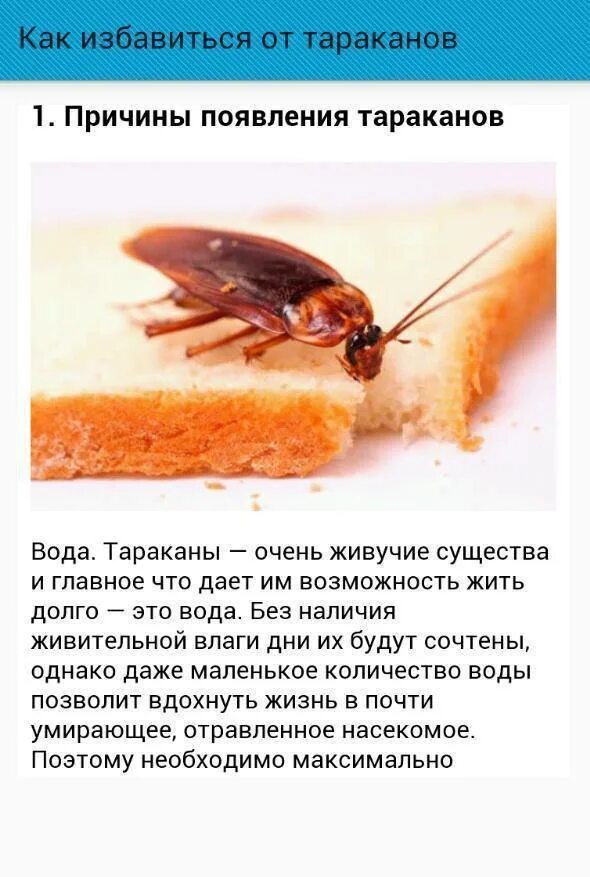 Чувствуют ли тараканы боль