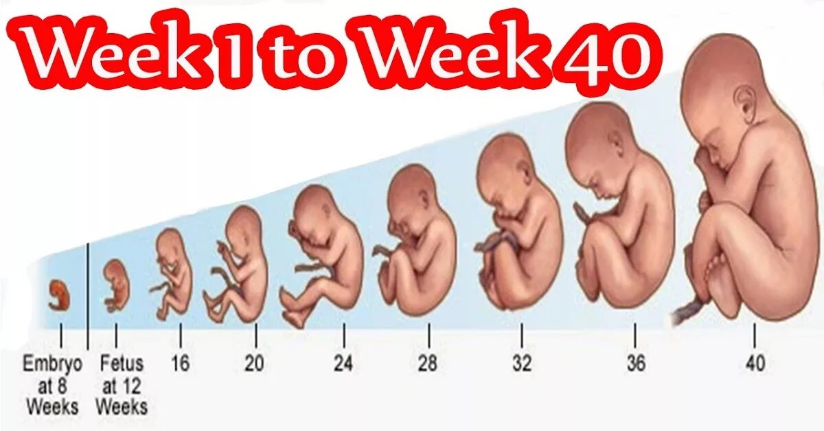Pregnancy week by week. Stages of pregnancy by weeks. 1 Week pregnant Baby.