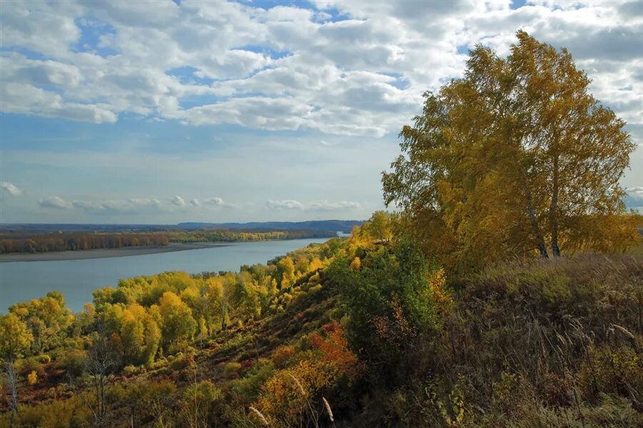 Обь село. Елунино. Осень в Елунино. Елунино Павловский район. Осенние берега Оби.