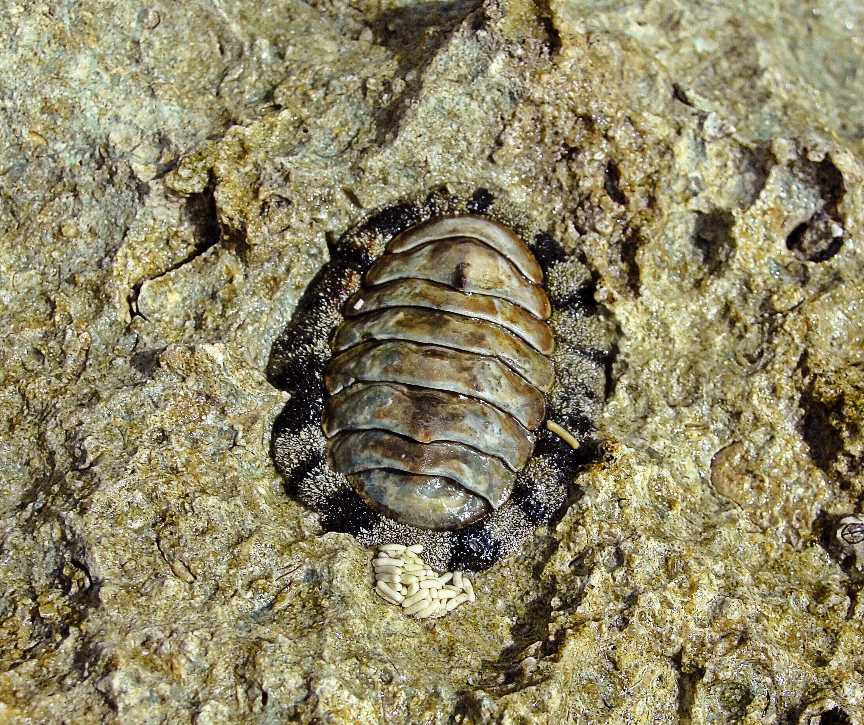 Chiton