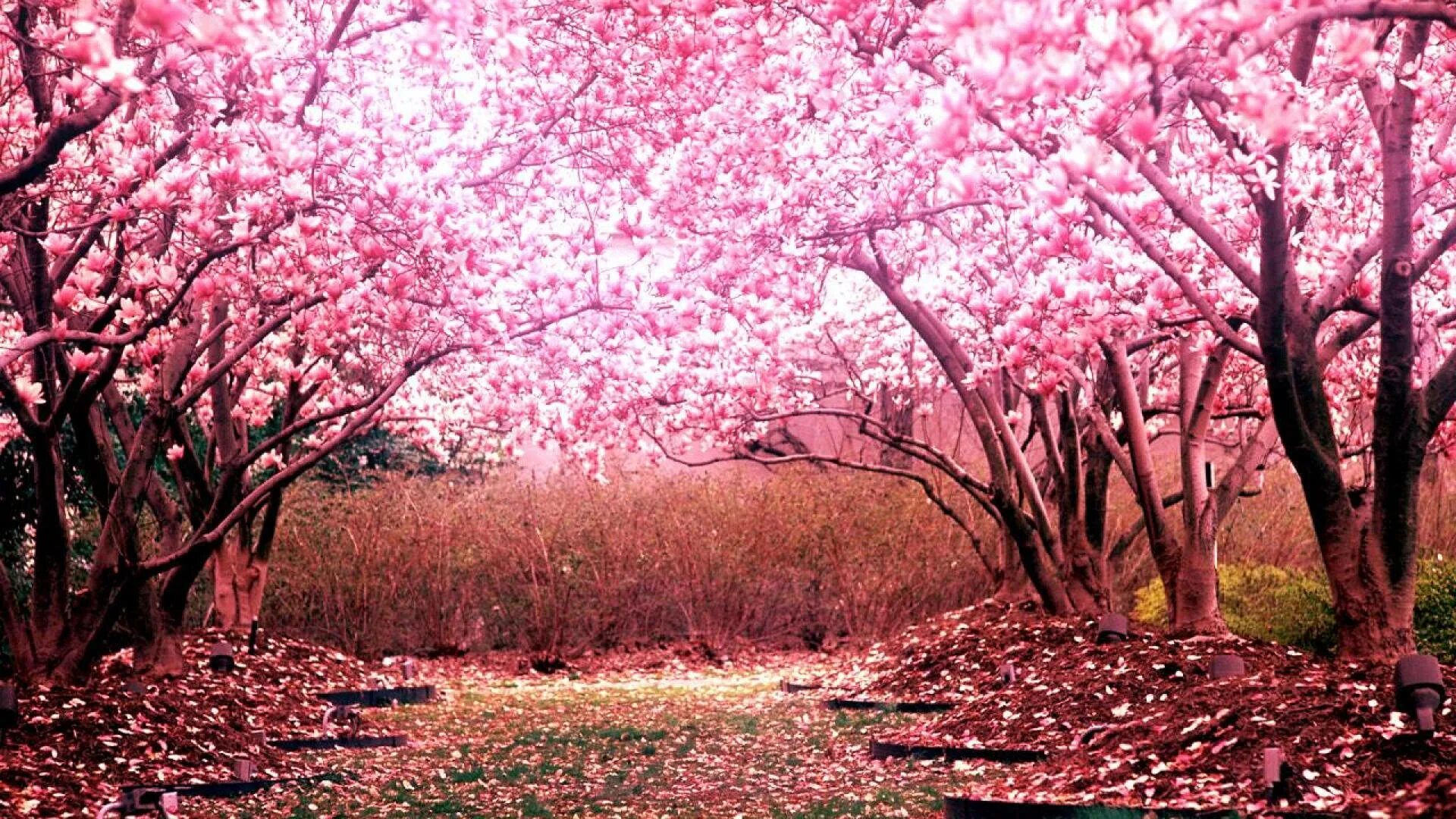 Bahor rasmlar. Черри блоссом дерево. Pink черри блоссом дерево деревья парк. Сакура черри блоссом дерево. Фон черри блоссом.