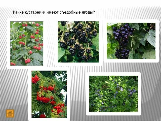 Какие виды кустарников бывают