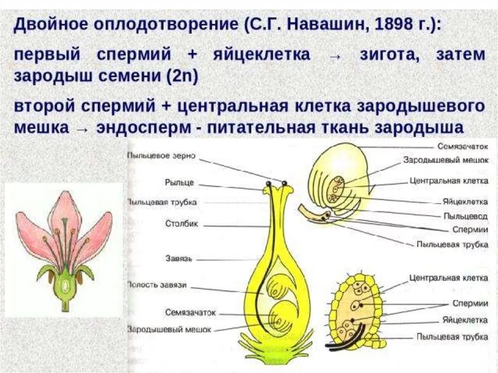 Семена покрытосеменных развиваются. Двойное оплодотворение у растений схема 6 класс биология. Двойное оплодотворение у цветковых растений 6 класс биология. Схема двойного оплодотворения 6 класс. Схема оплодотворения биология 6 класс.