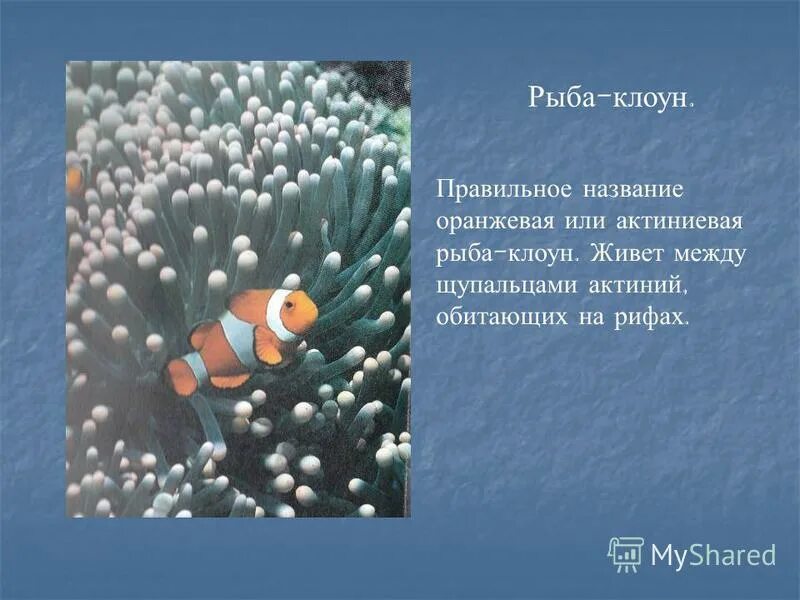 Передвижение рыб в воде. Рыба клоун описание 2 класс. Рыба клоун рассказ. Рыба клоун презентация. Сообщение о рыбе клоуне.