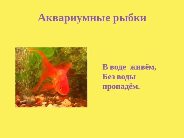 Рассказ рыбки в аквариуме. Проект мои домашние питомцы рыбки. Аквариум для дошкольников. Аквариум с рыбками для презентации. Аквариумные рыбки презентация.