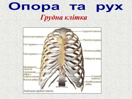 Ключичная вырезка грудины