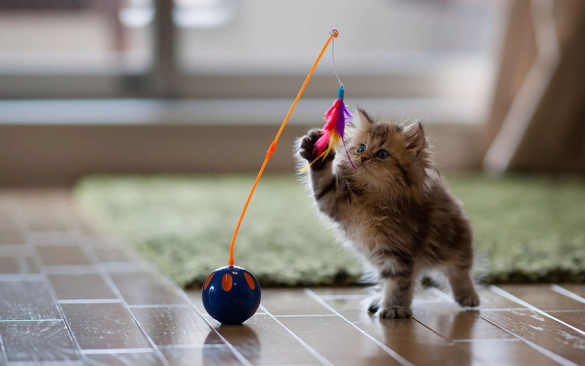 Кот играет в разные игры. Котята играются. кошка играет. игрушка «котенок». кошка играет с бантиком.